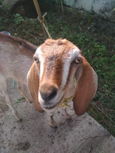 garbhwati bakri bechna hai age 9 months